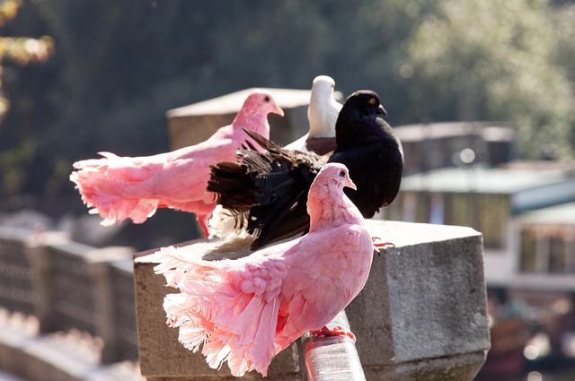 多名国家级 多名国家级